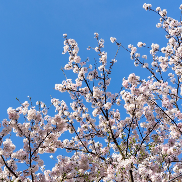 No era el final, solo esperábamos la primavera