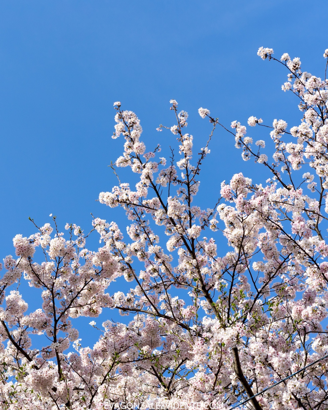 No era el final, solo esperábamos la primavera